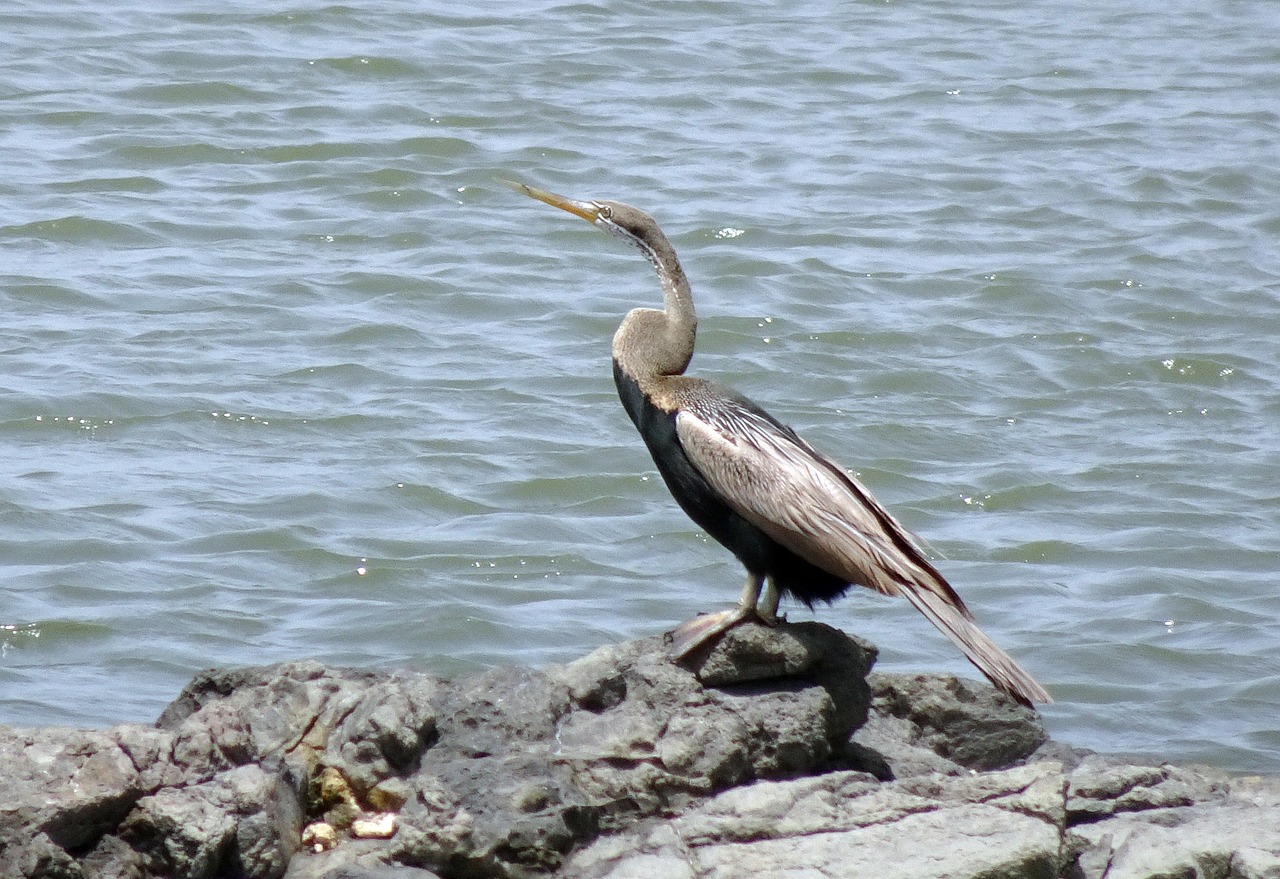 Paukštis, Darter, Snakebird, Anhingidae, Anhinga, Melanogaster, Fauna, Rytietiškas, Vanduo, Žiūrėti