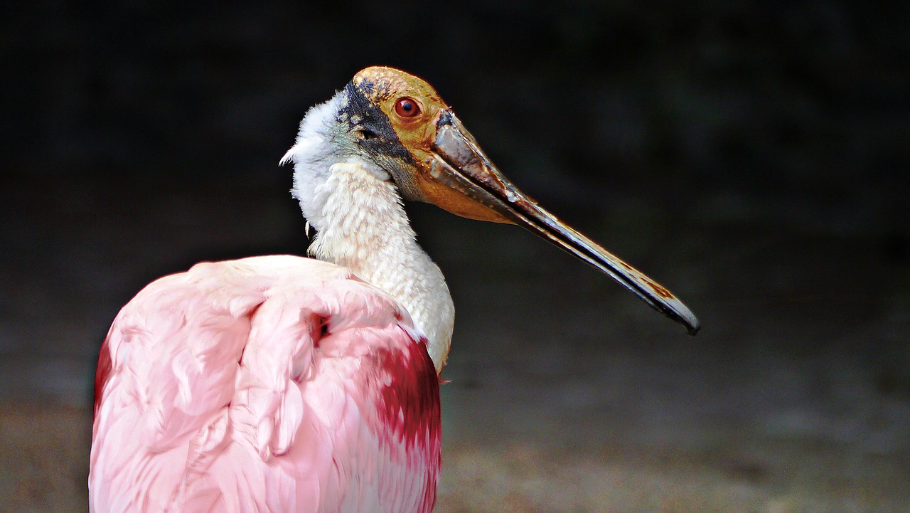 Paukštis, Snapas, Gamta, Fauna, Állatportré, Zoologijos Sodas, Nemokamos Nuotraukos,  Nemokama Licenzija