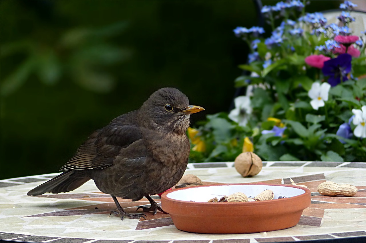 Paukštis, Akceleratorius, Turdus Philomelos, Maitinimas, Sodas, Nemokamos Nuotraukos,  Nemokama Licenzija