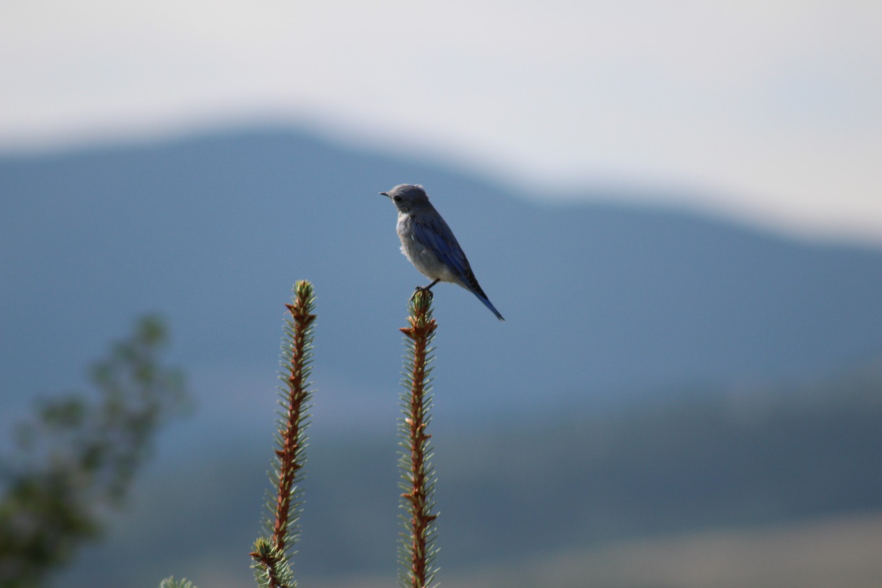 Paukštis, Gamta, Montana, Nemokamos Nuotraukos,  Nemokama Licenzija