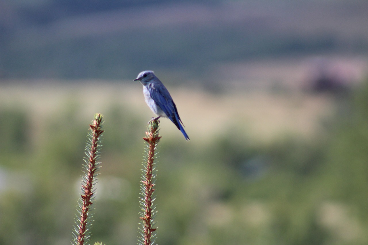 Paukštis, Gamta, Montana, Nemokamos Nuotraukos,  Nemokama Licenzija