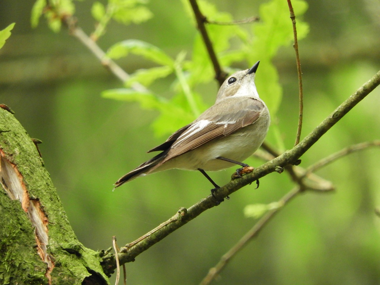 Paukštis, Miškas, Gamta, Miškai, Wedemark, Žemutinė Saksonija, Gyvūnų Pasaulis, Laukinės Gamtos Fotografija, Pied Flycatcher, Nemokamos Nuotraukos