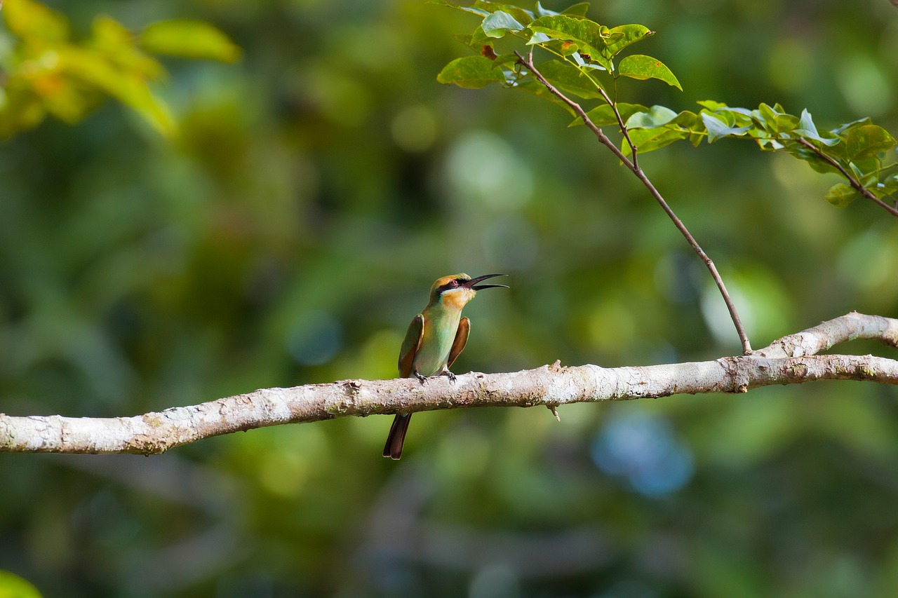 Paukštis, Bičių Kupolas, Halmahera Salos, Indonezija, Nemokamos Nuotraukos,  Nemokama Licenzija