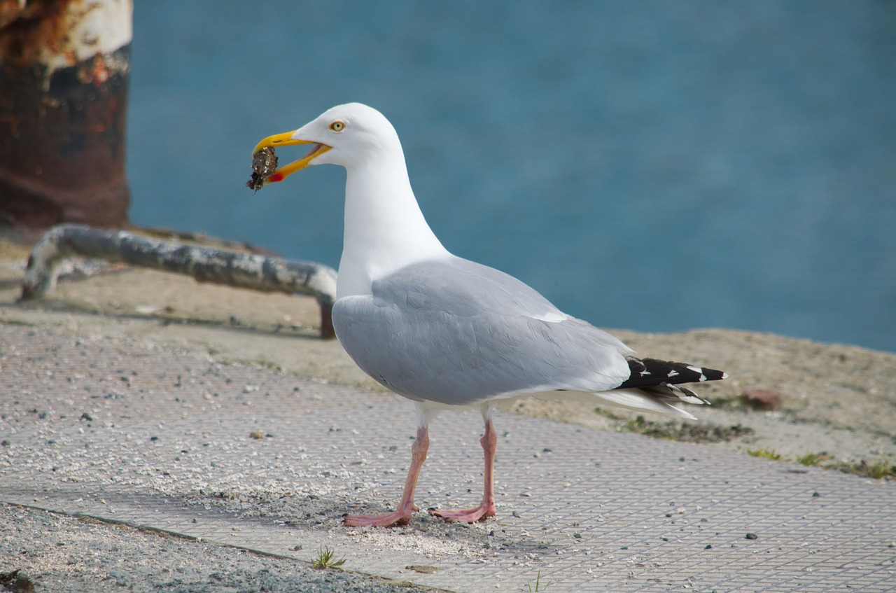 Paukštis, Kepuraitė, Gyvūnas, Jūra, Ornitologija, Gamta, Jūros Paukštis, Fauna, Plunksnos, Nemokamos Nuotraukos