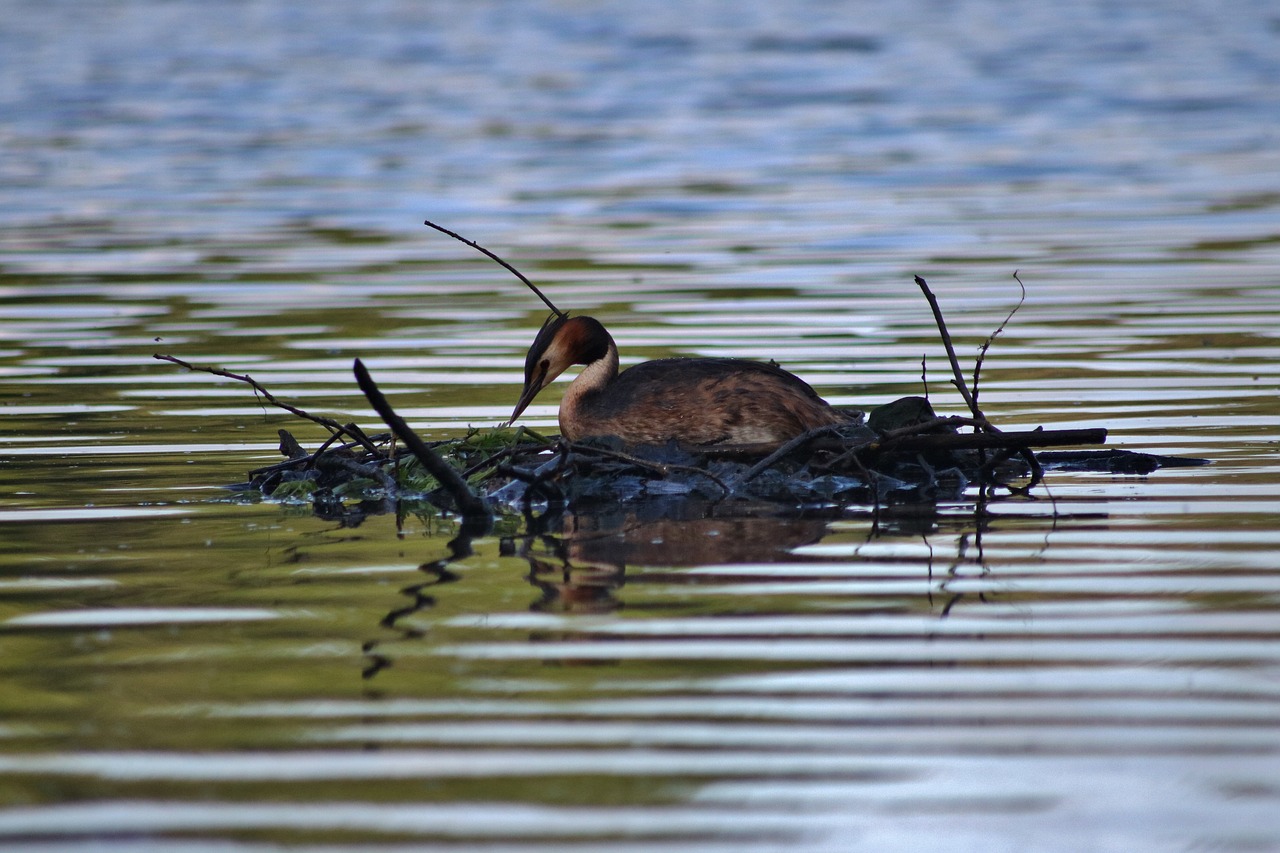 Paukštis, Grebe, Lizdas, Laukinė Gamta, Vanduo, Gamta, Laukiniai, Vandens Paukštis, Nemokamos Nuotraukos,  Nemokama Licenzija