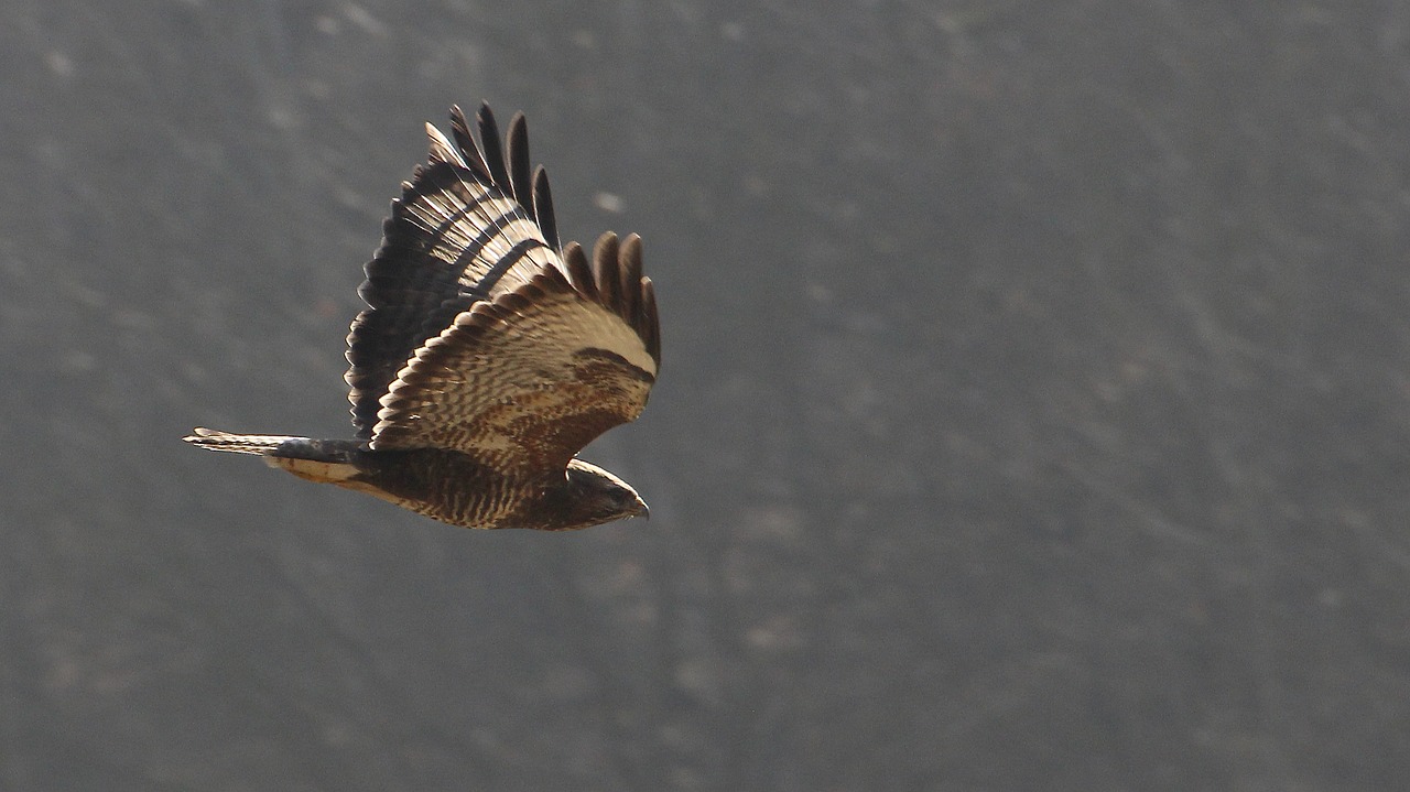 Paukštis, Raptoras, Paukštis Skrydžio Metu, Nemokamos Nuotraukos,  Nemokama Licenzija