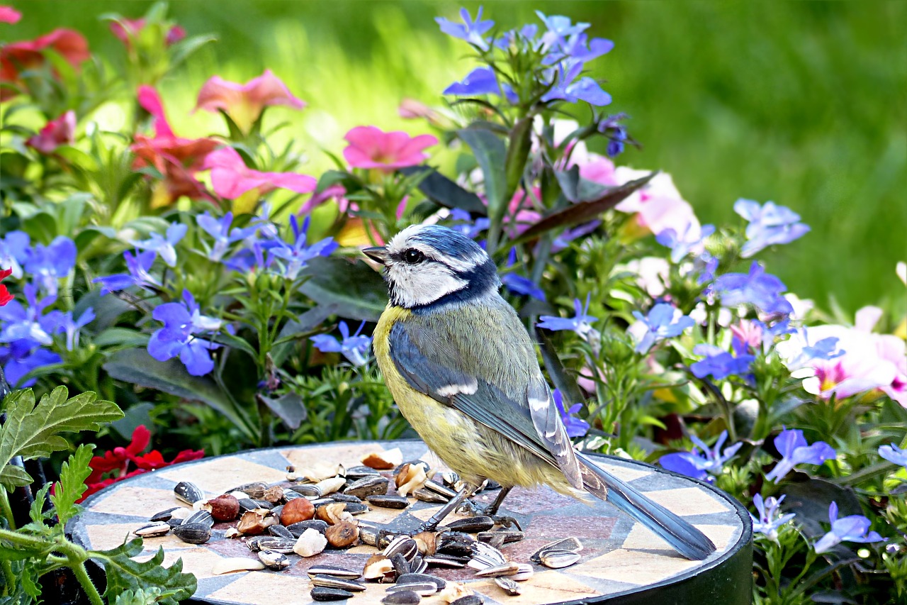 Paukštis, Šunys, Mėlynas Dantis, Jaunas, Cyanistes Caeruleus, Maitinimas, Sodas, Nemokamos Nuotraukos,  Nemokama Licenzija