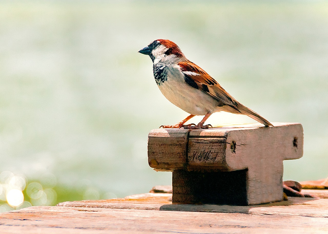 Paukštis, Gamta, Albufera, Valensija, Gyvūnai, Fauna, Gyvūnas, Paukščiai, Mažas Paukštelis, Žvirblis