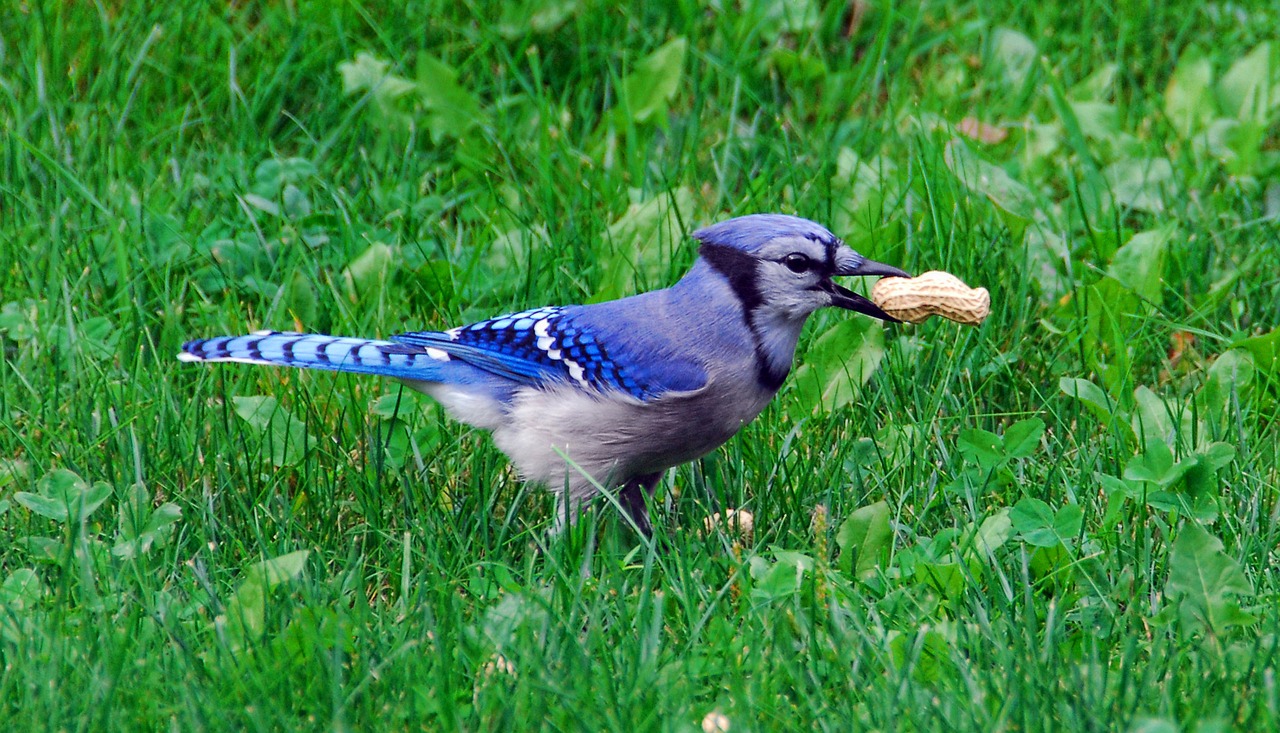 Paukštis, Bluejay, Mėlynas, Jay, Laukinė Gamta, Laukiniai, Spalvinga, Ornitologija, Birding, Kanada