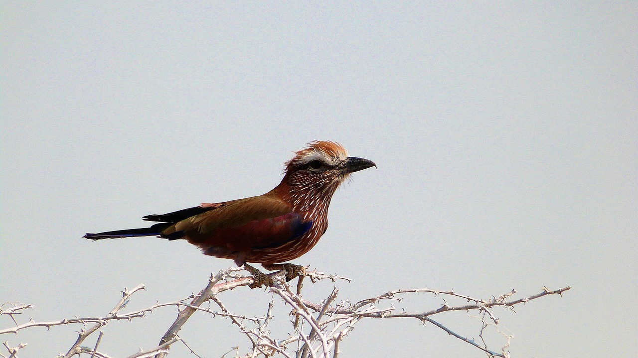 Paukštis, Laukinė Gamta, Namibija, Nemokamos Nuotraukos,  Nemokama Licenzija