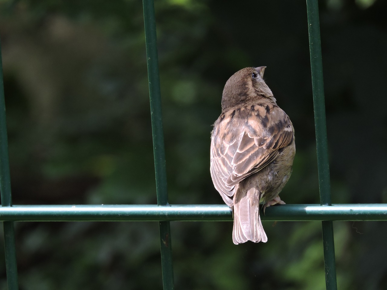 Paukštis, Zoologijos Sodas, Plunksna, Paukščiai, Gyvūnas, Laukinis Paukštis, Padaras, Sąskaitą, Nemokamos Nuotraukos,  Nemokama Licenzija