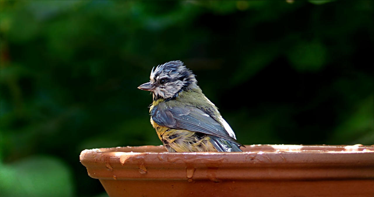 Paukštis, Šunys, Mėlynas Dantis, Jaunas, Cyanistes Caeruleus, Atsipalaidavimas, Blogai, Nemokamos Nuotraukos,  Nemokama Licenzija