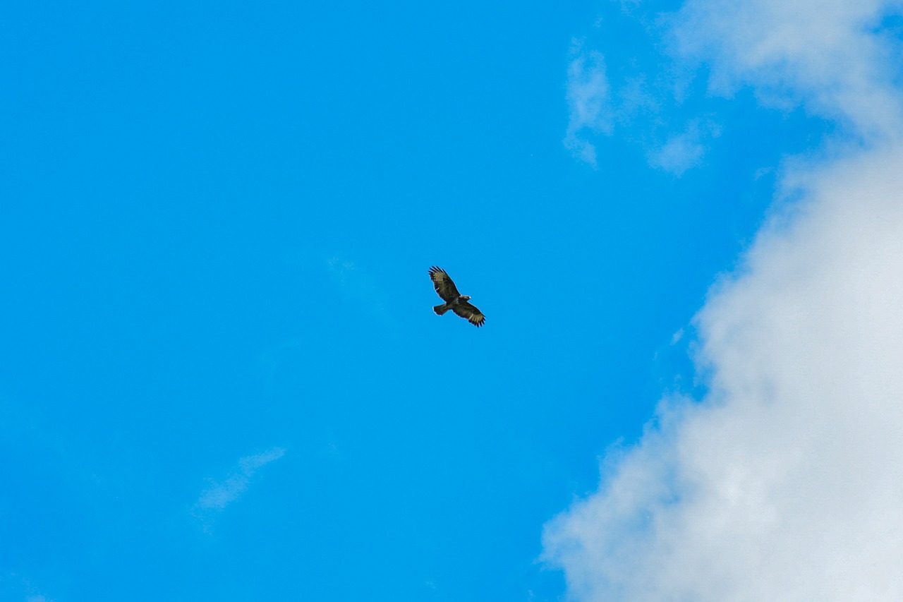 Paukštis, Buzzard, Plėšrūnas, Laukinė Gamta, Gamta, Dangus, Skrydis, Nemokamos Nuotraukos,  Nemokama Licenzija