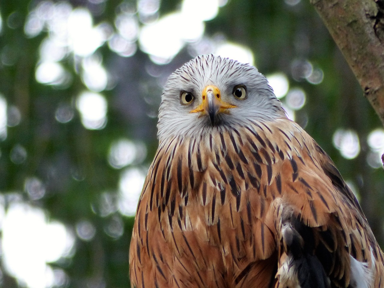 Paukštis, Zoologijos Sodas, Paukščiai, Sąskaitą, Gyvūnas, Nemokamos Nuotraukos,  Nemokama Licenzija