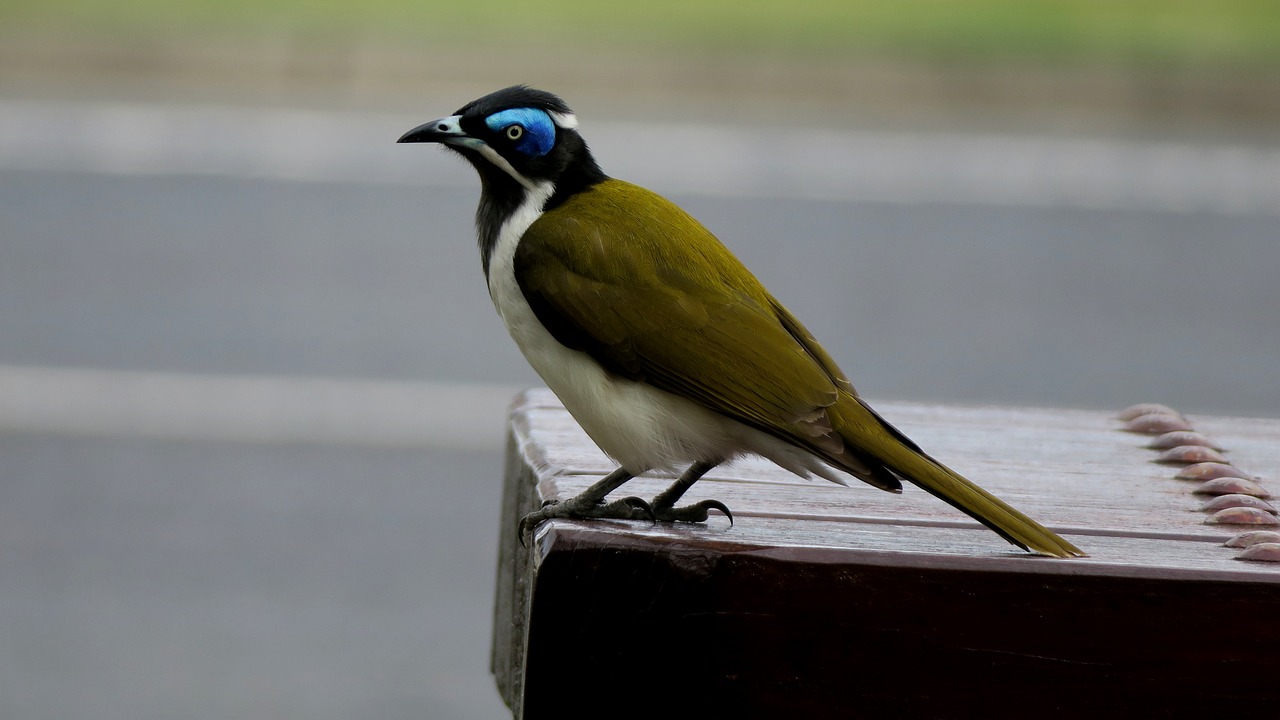 Paukštis, Honeyeater, Australia, Nemokamos Nuotraukos,  Nemokama Licenzija