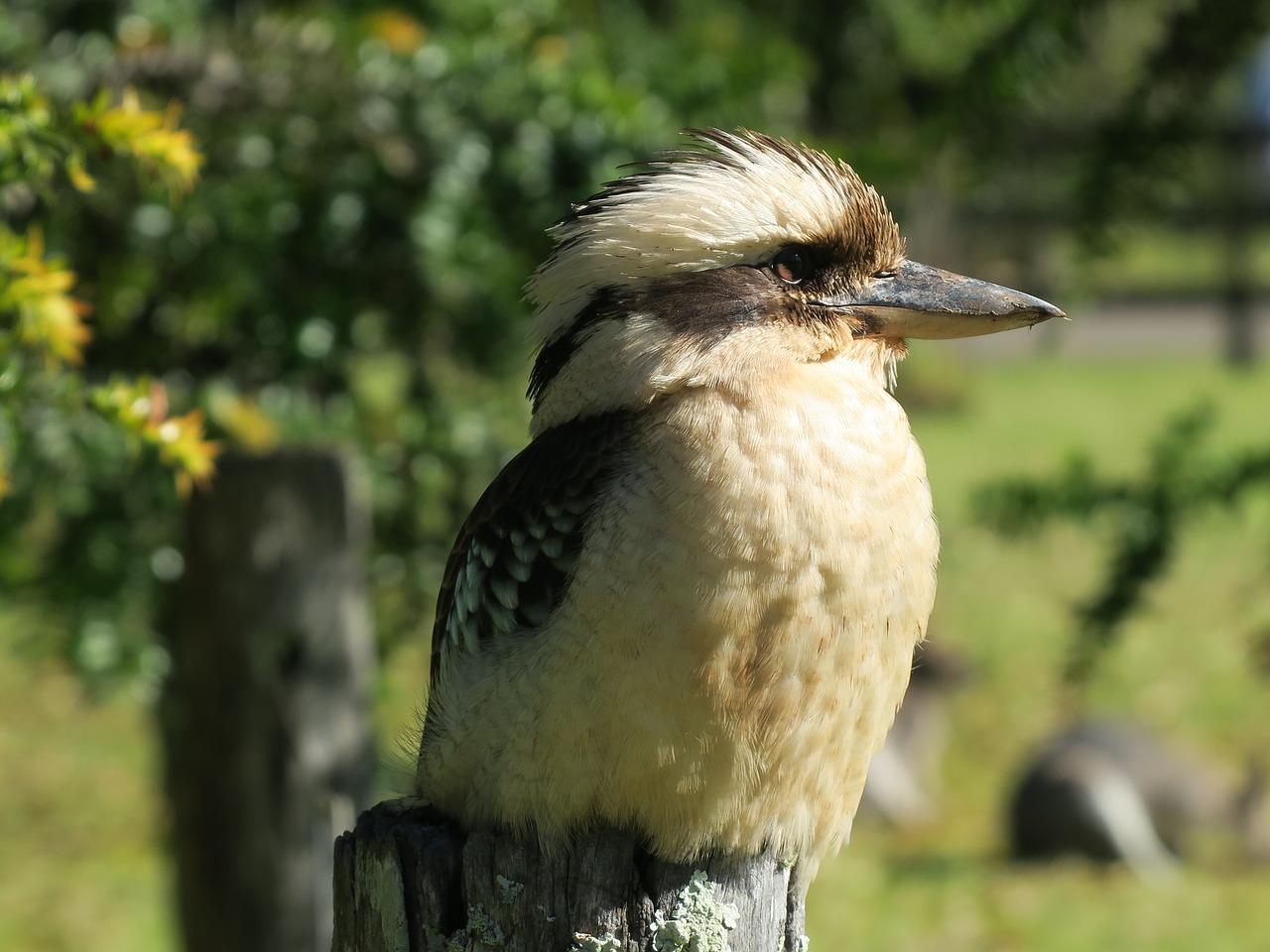 Paukštis, Australia, Kookaburra, Nemokamos Nuotraukos,  Nemokama Licenzija