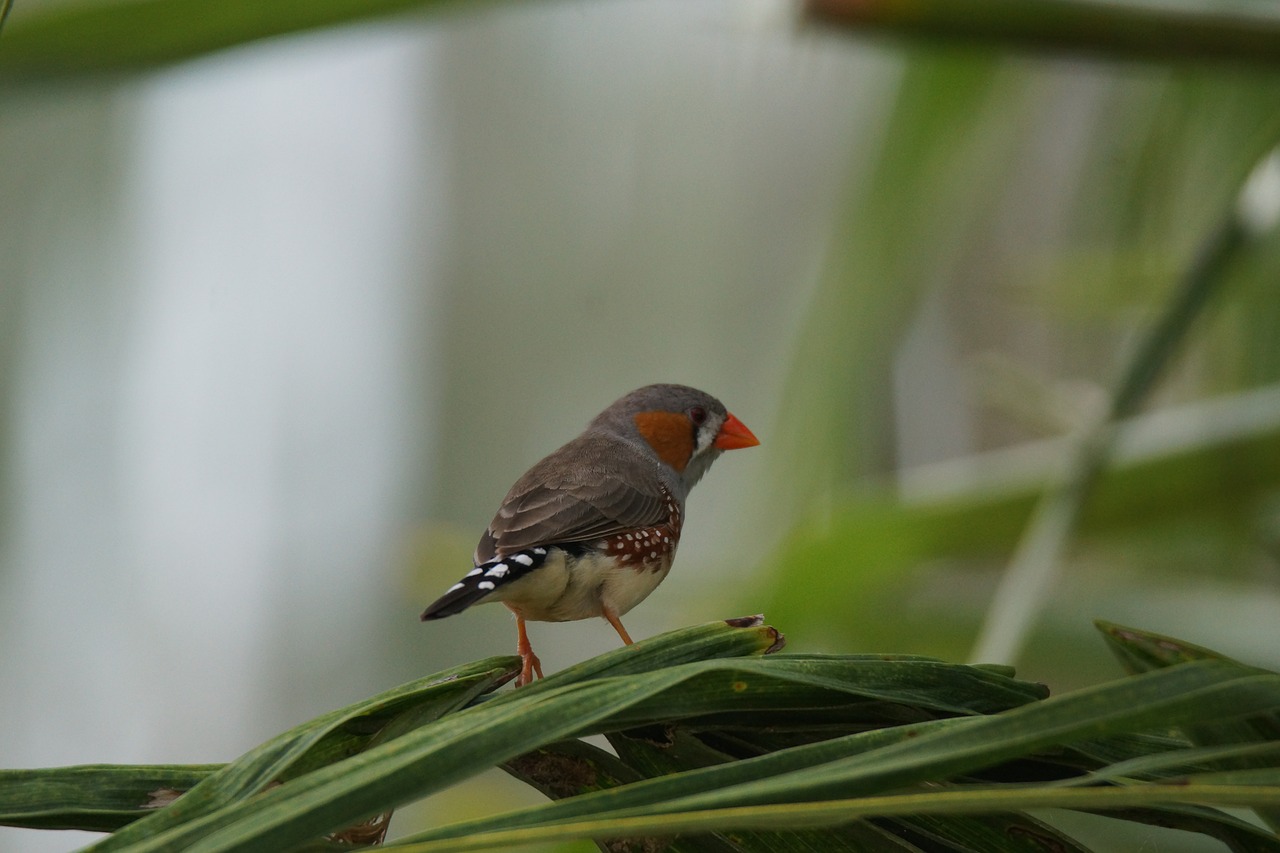 Paukštis, Žvirblis, Zebra, Finch, Nemokamos Nuotraukos,  Nemokama Licenzija