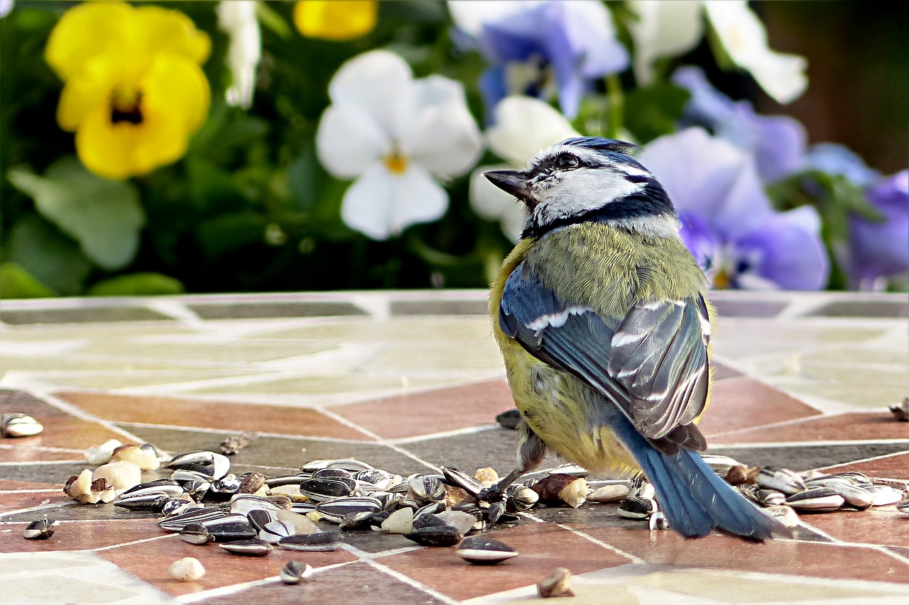 Paukštis, Šunys, Mėlynas Dantis, Jaunas, Cyanistes Caeruleus, Dėmesio, Maitinimas, Sodas, Nemokamos Nuotraukos,  Nemokama Licenzija