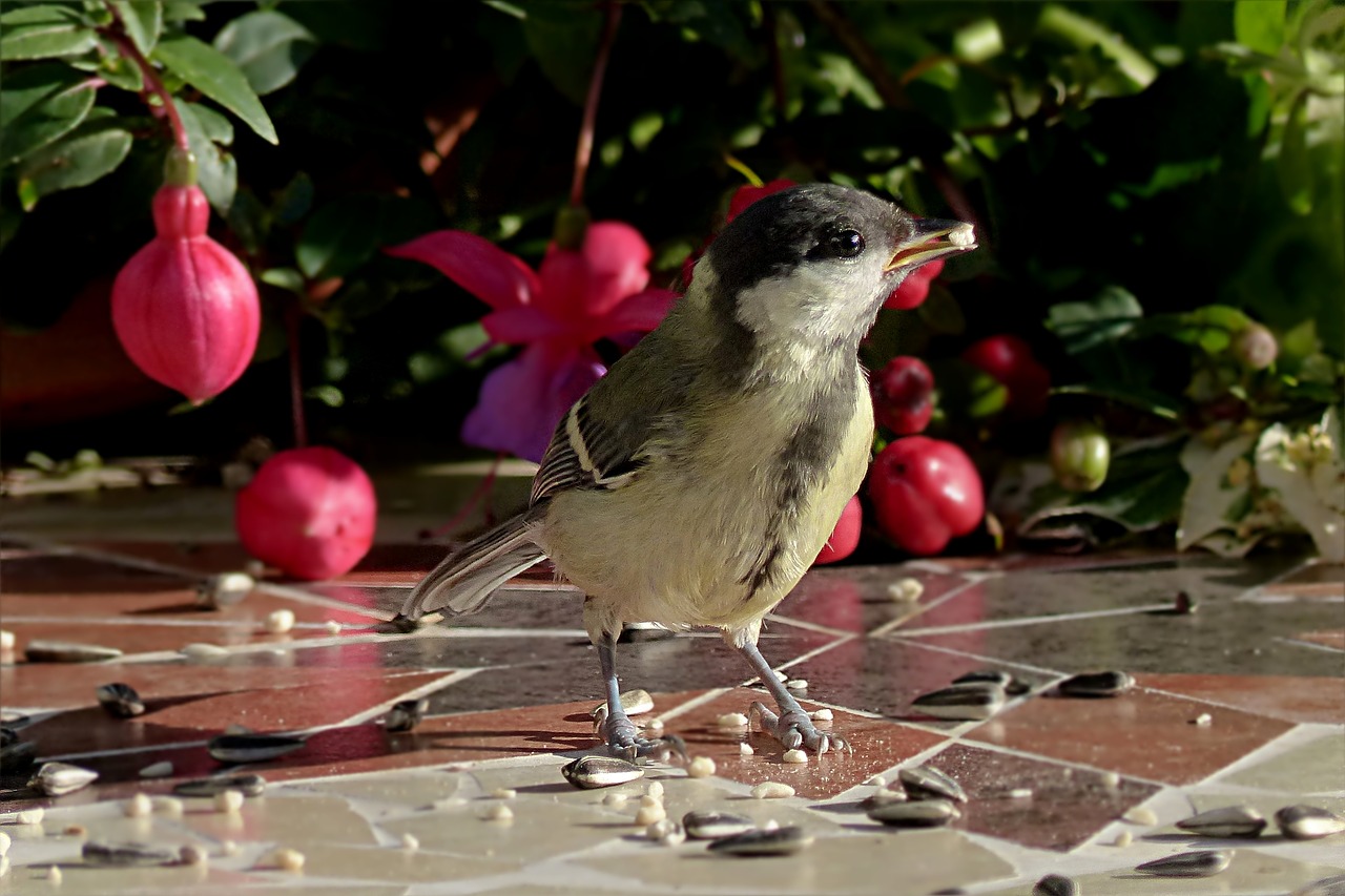 Paukštis, Šunys, Parus Majoras, Jaunas, Maitinimas, Sodas, Nemokamos Nuotraukos,  Nemokama Licenzija