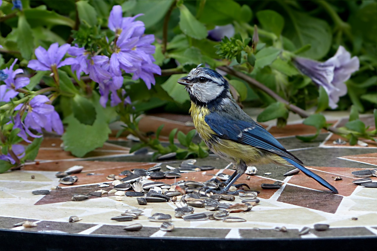 Paukštis, Šunys, Mėlynas Dantis, Cyanistes Caeruleus, Jaunas, Maitinimas, Sodas, Nemokamos Nuotraukos,  Nemokama Licenzija