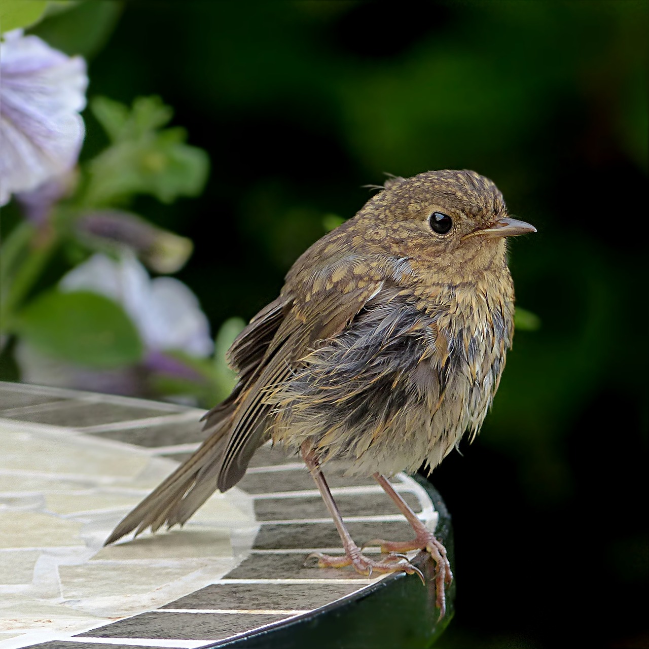 Paukštis, Robin, Erithacus Rubecula, Jaunas, Maitinimas, Sodas, Nemokamos Nuotraukos,  Nemokama Licenzija