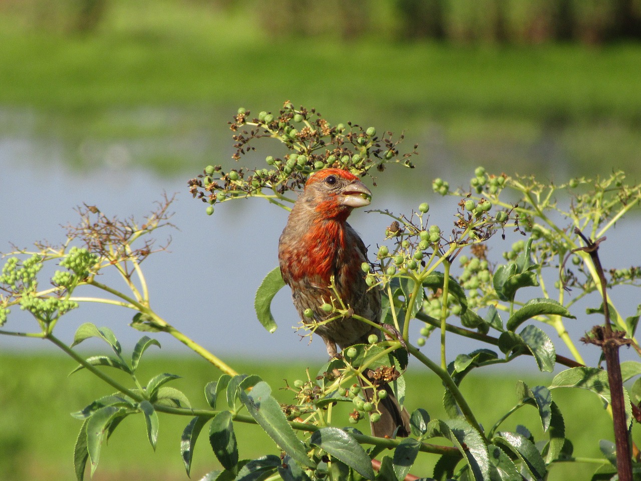 Paukštis, Namo Peizažas, Finch, Laukinė Gamta, Gamta, Paukštis, Lauke, Patinas, Ornitologija, Perching