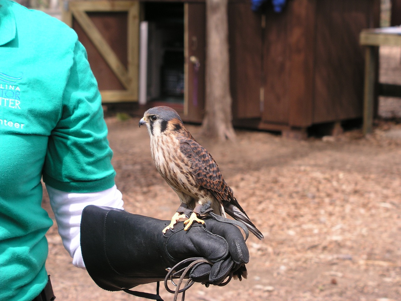 Paukštis, Amerikietis, Kestrelis, Sparrow Hawk, Laukinė Gamta, Plėšrūnas, Nemokamos Nuotraukos,  Nemokama Licenzija