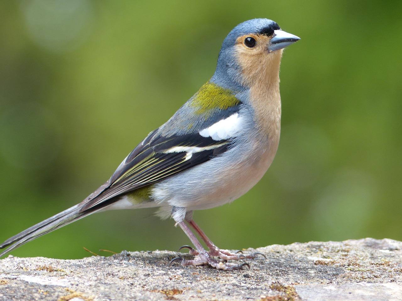 Paukštis, Madeira, Ile, Fauna, Gamta, Žvirblis, Pilka, Nemokamos Nuotraukos,  Nemokama Licenzija