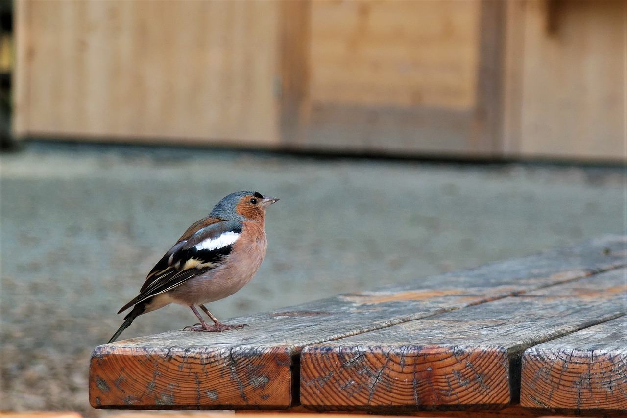 Paukštis, Parkas, Miškas, Gyvūnas, Gamta, Wienerwald, Nemokamos Nuotraukos,  Nemokama Licenzija