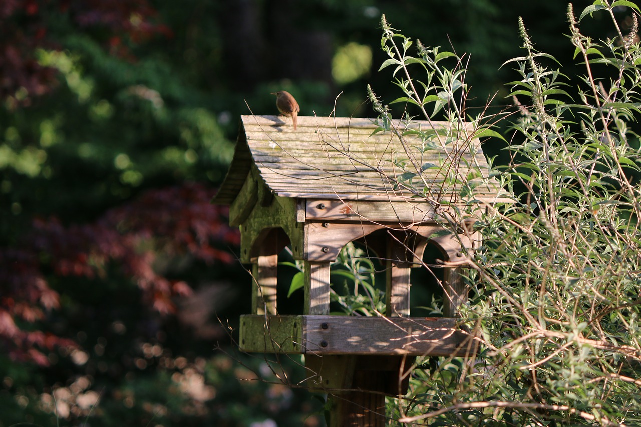 Paukštis, Birdhouse, Galinis Kiemas, Gamta, Lizdas, Dėžė, Mediena, Vasara, Laukinė Gamta, Žalias