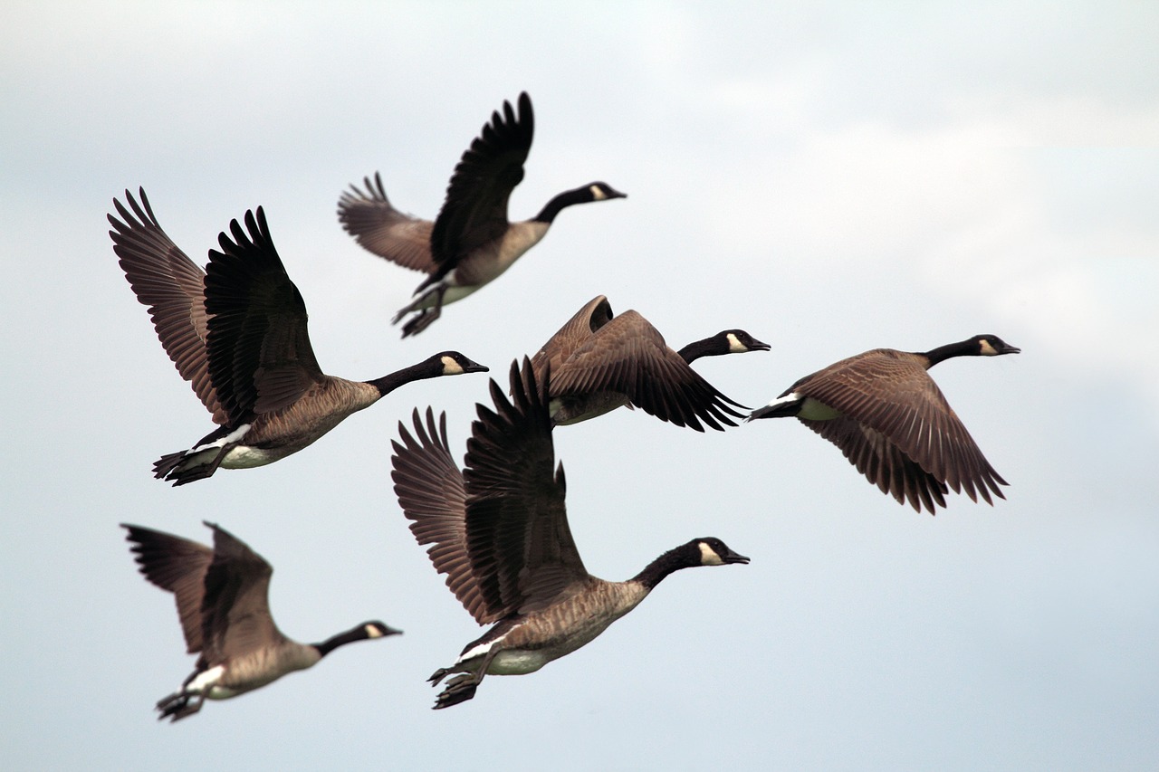 Paukštis, Skristi, Gyvūnas, Snapas, Dangus, Debesys, Flock, Nemokamos Nuotraukos,  Nemokama Licenzija