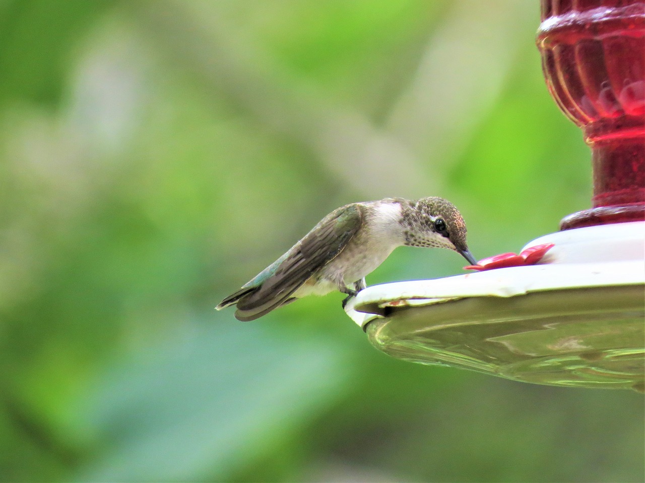 Paukštis, Kolibris, Laukinė Gamta, Nemokamos Nuotraukos,  Nemokama Licenzija