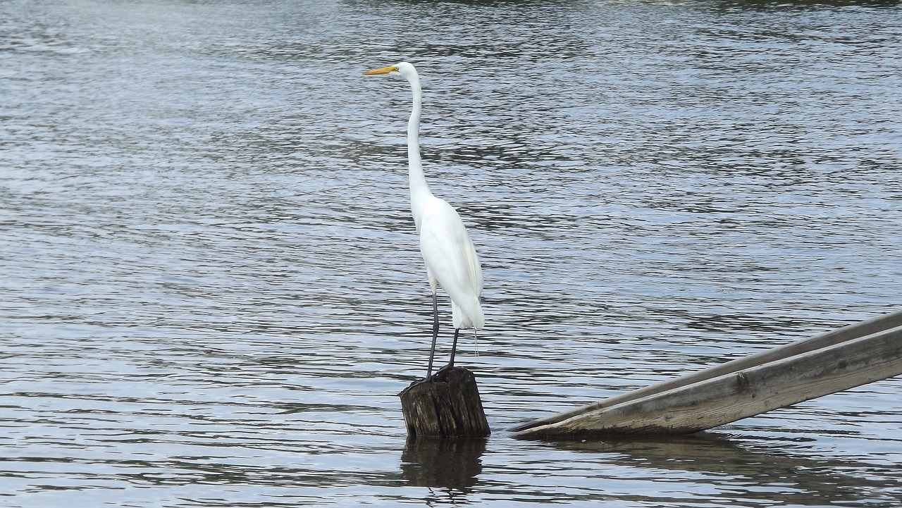 Paukštis, Didžioji Balta Egret, Ežeras, Vandens Paukštis, Gamta, Nemokamos Nuotraukos,  Nemokama Licenzija