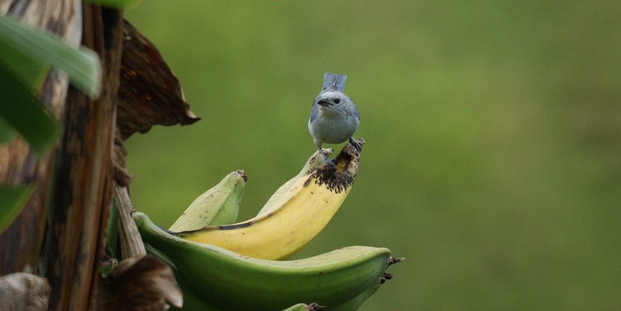 Paukštis, Bananas, Gamta, Nemokamos Nuotraukos,  Nemokama Licenzija