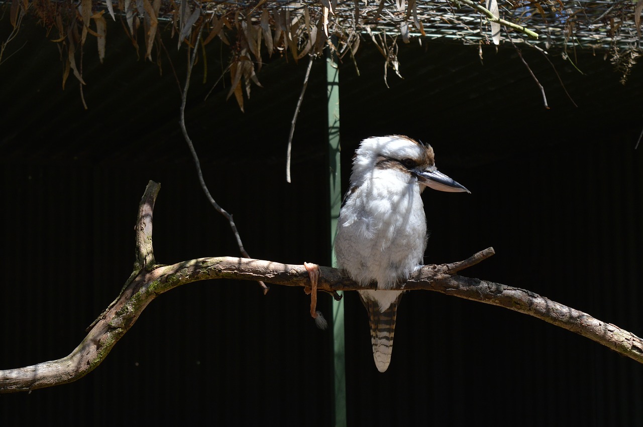 Paukštis, Australia, Zoologijos Sodas, Nemokamos Nuotraukos,  Nemokama Licenzija