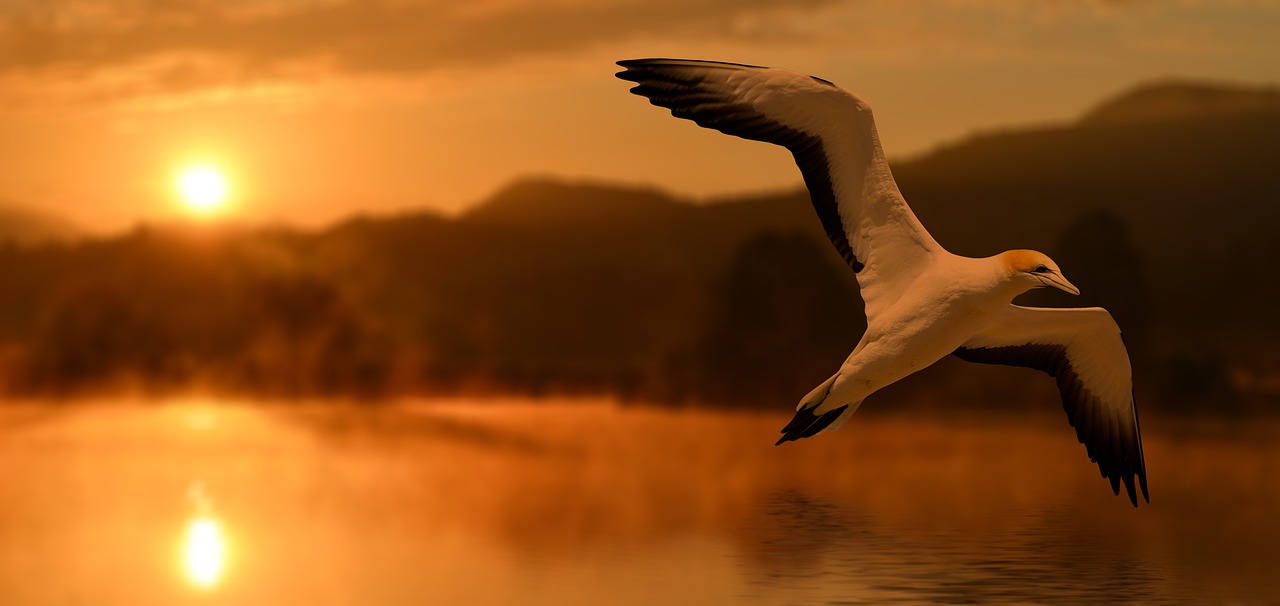 Paukštis, Saulėlydis, Abendstimmung, Vakaras, Ežeras, Kraštovaizdis, Šiaurinė Gannet, Gyvūnų Pasaulis, Skristi, Laisvė