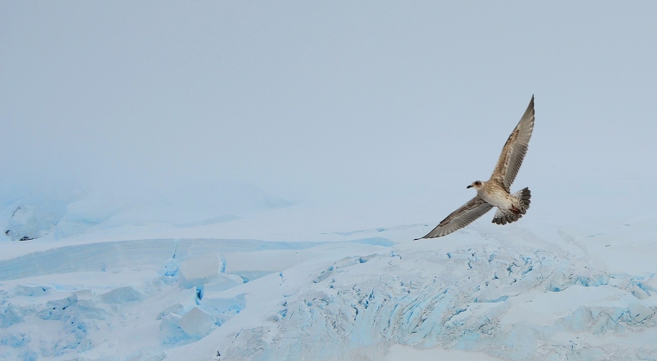 Paukštis, Sparnai, Antarctica, Plunksna, Skrydis, Skraidantis, Laisvė, Gamta, Sparnų Laikiklis, Nemokamos Nuotraukos