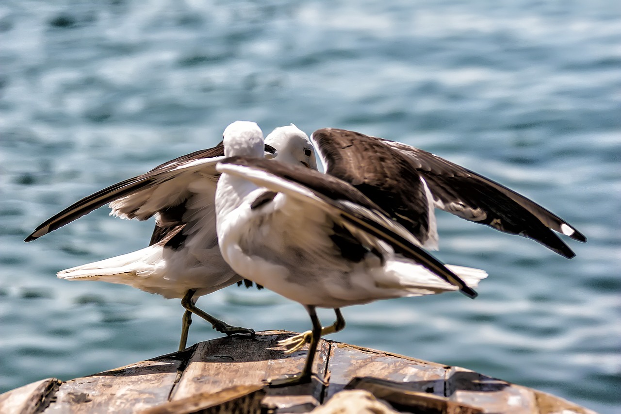 Paukštis, Litoral, Mar, Papludimys, Dangus, Kajakas, Atogrąžų Paukščiai, Orla, Vandenynas, Vanduo