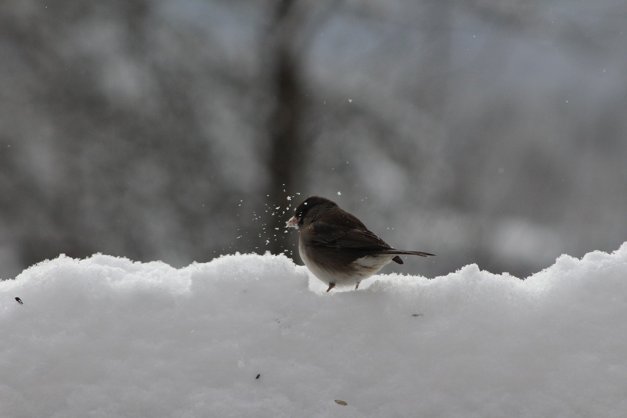 Paukštis, Gamta, Žiema, Sniegas, Gyvenimas, Nemokamos Nuotraukos,  Nemokama Licenzija