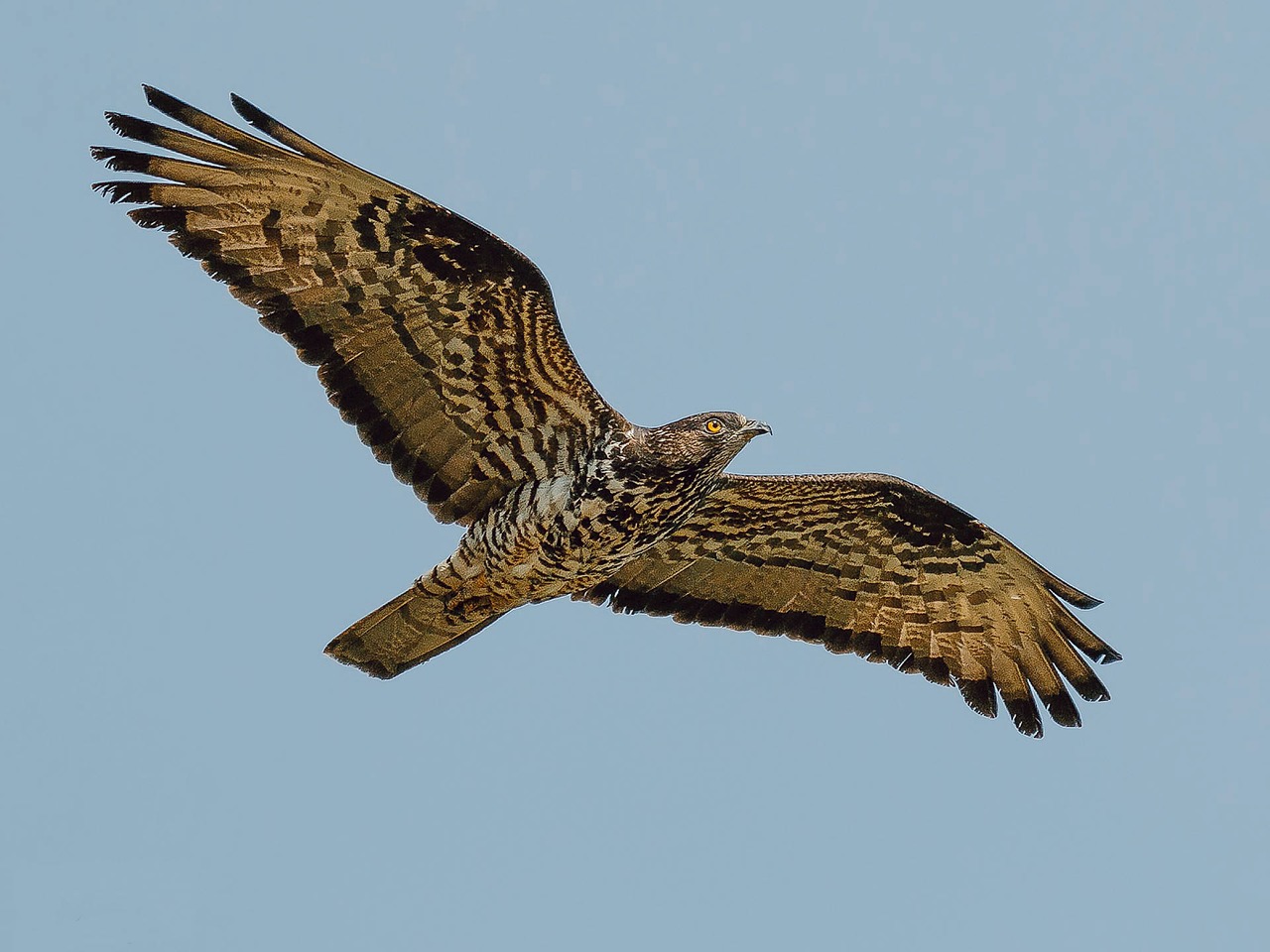 Paukštis, Raptoras, Plėšrusis Paukštis, Nemokamos Nuotraukos,  Nemokama Licenzija