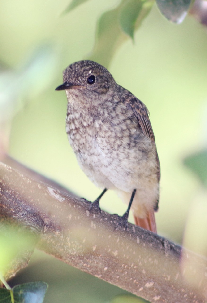 Paukštis, Redstart, Gamta, Žalias, Scott, Oranžinė, Juoda Raudona, Phoenicurus Ochruros, Nemokamos Nuotraukos,  Nemokama Licenzija