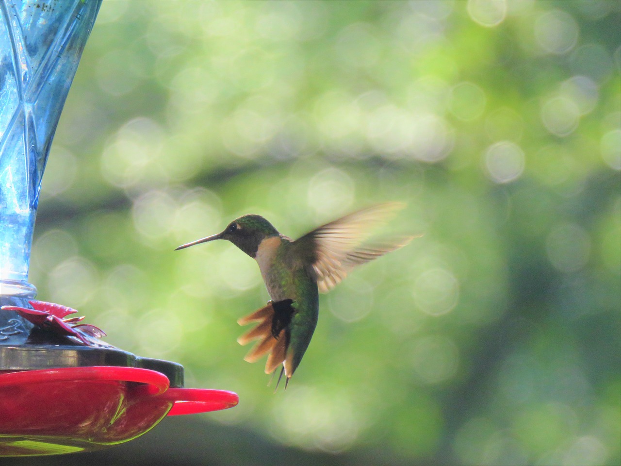 Paukštis, Kolibris, Skrydžio Metu, Laukinė Gamta, Nemokamos Nuotraukos,  Nemokama Licenzija