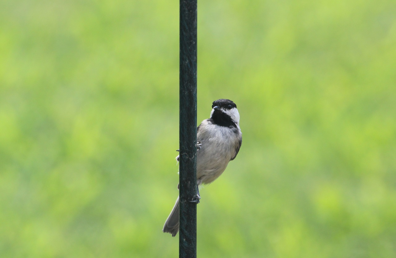 Paukštis, Chickadee, Gamta, Juoda, Pilka, Balta, Juodos Spalvos, Laukiniai, Gyvūnas, Nemokamos Nuotraukos