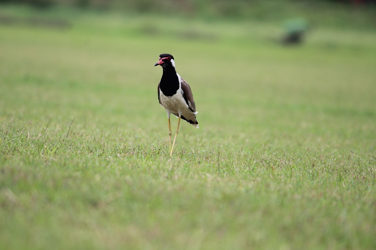 Paukštis, Aves, Žolė, Usct, Ggsipu, Raudonos Spalvos Lapwing, Vanellus Indicus, Chordata, Nemokamos Nuotraukos,  Nemokama Licenzija