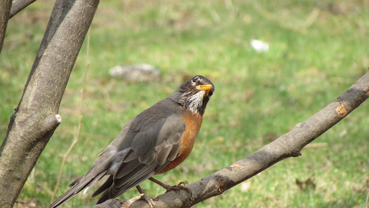 Paukštis, Gamta, Gyvūnas, Filialas, Fauna, Nemokamos Nuotraukos,  Nemokama Licenzija