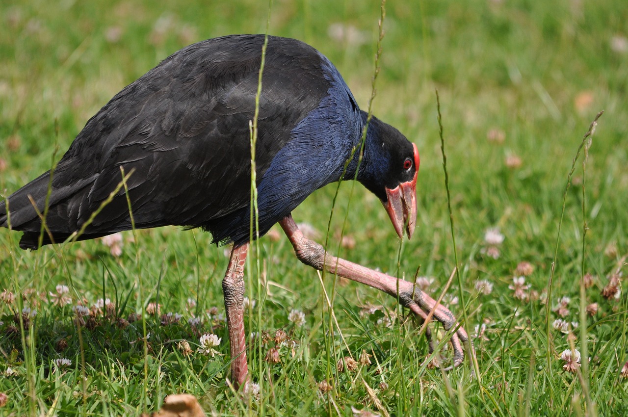 Paukštis, Pukeko, Naujoji Zelandija, Pelkė Višta, Nemokamos Nuotraukos,  Nemokama Licenzija