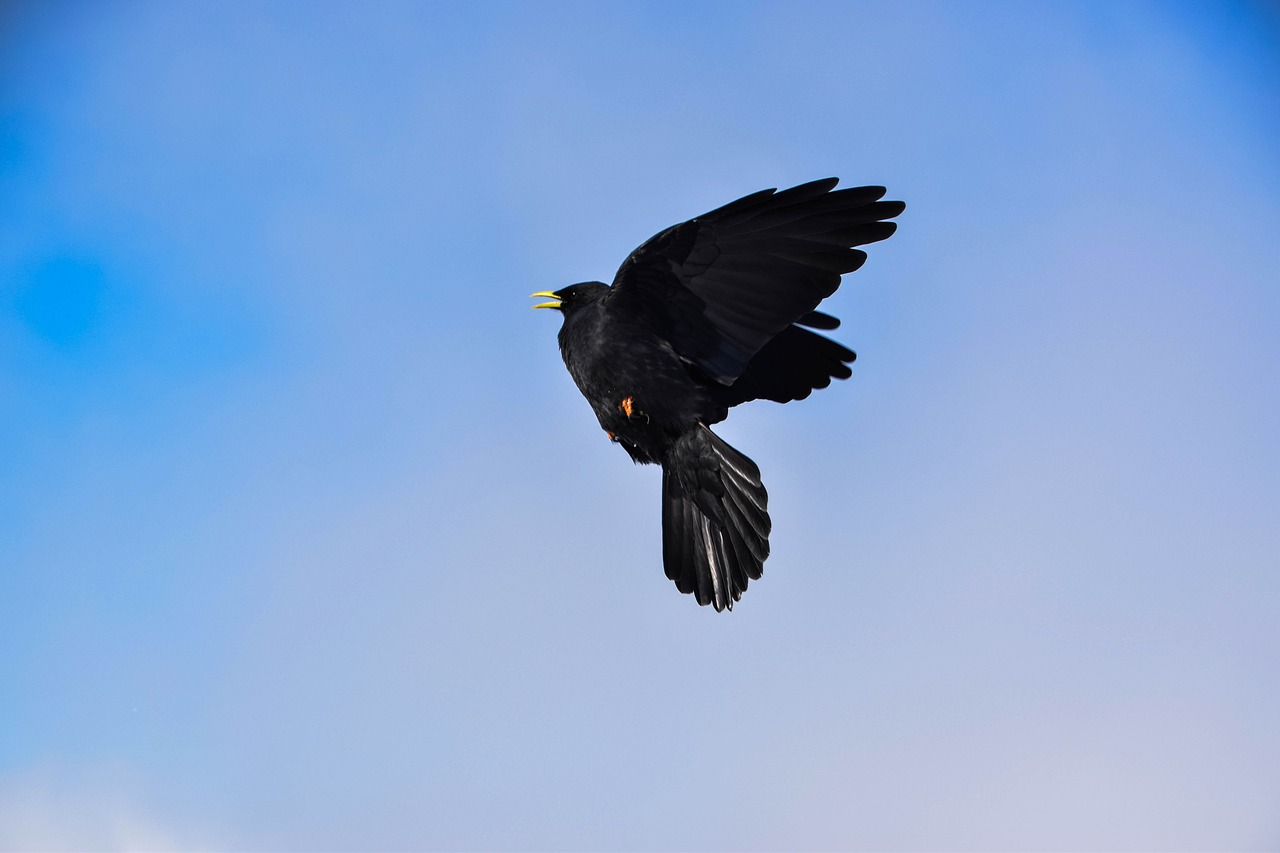 Paukštis, Varna, Varnas Paukštis, Varnas, Paukščiai, Gamta, Gyvūnas, Corvidae, Juoda Paukštis, Skristi