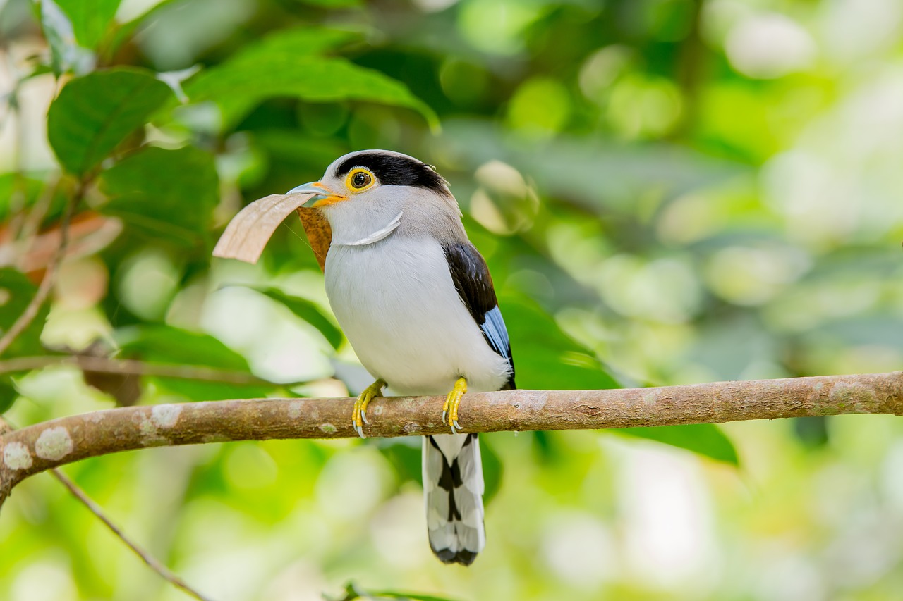 Paukštis, Malaizijos Paukščiai, Platus Burnos Paukštis, Nemokamos Nuotraukos,  Nemokama Licenzija