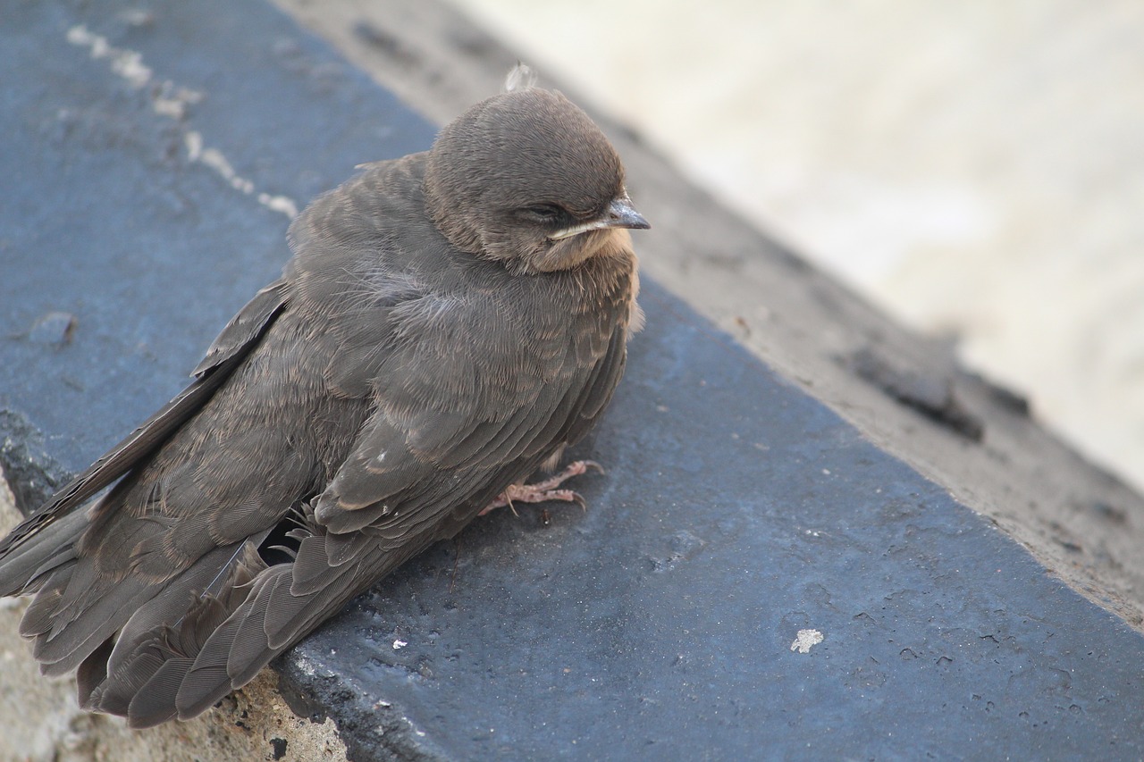 Paukštis, Mažas, Išsigandęs, Uždaros Akys, Frgtened, Animalia, Aves, Nemokamos Nuotraukos,  Nemokama Licenzija