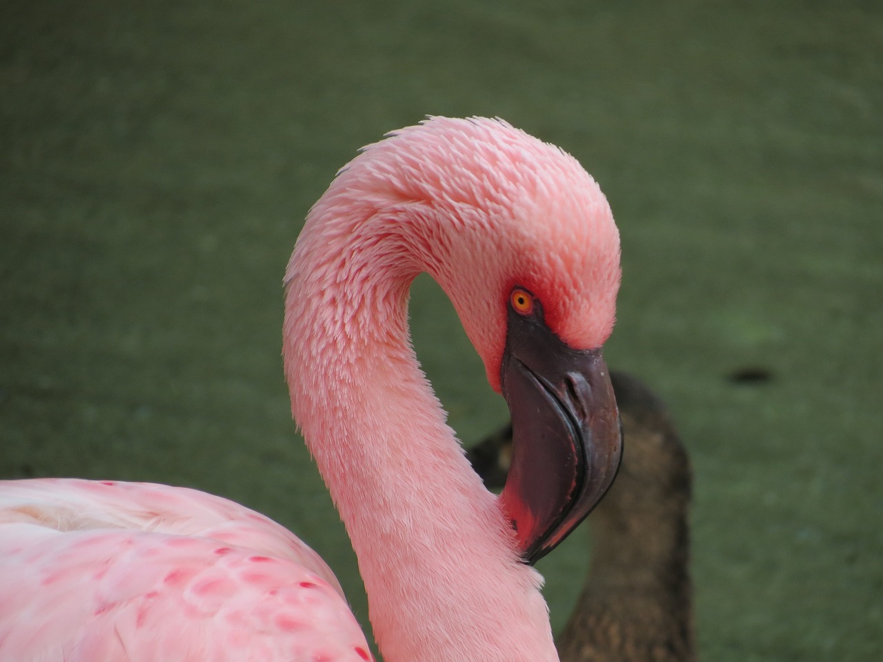 Paukštis, Flamingo, Rožinis, Atogrąžų, Egzotiškas, Gyvūnas, Laukiniai, Zoologijos Sodas, Plunksna, Spalvinga